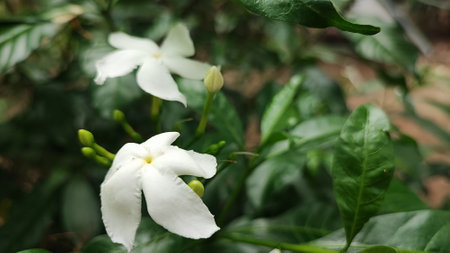 White jasmine flower in the garden. (Cape jasmine)の写真素材