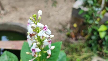 Beautiful white flower in the garden with blurred background, Thailand.の写真素材