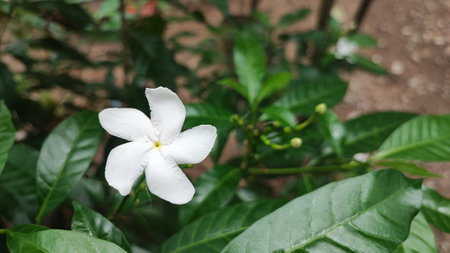 White Jasmine flower in the garden. (Scientific name Gardenia jasminoides)の写真素材