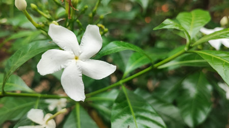 White Jasmine flower blooming in the garden with soft focus.の写真素材