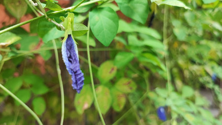 Clitoria ternatea plant with purple flower in gardenの写真素材