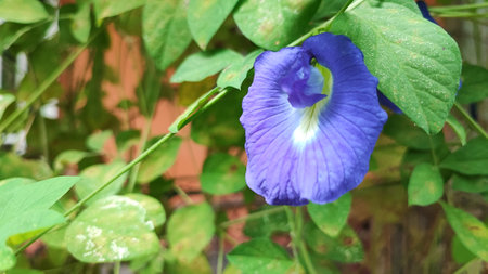 Clitoria ternatea, Butterfly pea or Clitoria ternateaの写真素材