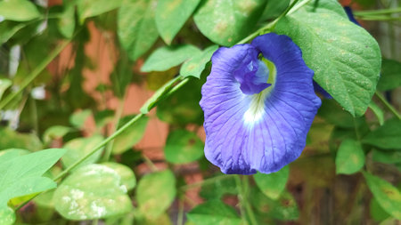 Clitoria ternatea or butterfly pea flower in gardenの写真素材