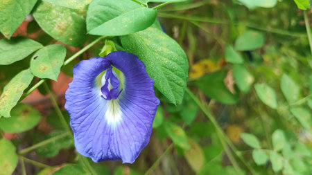 Clitoria ternatea, Butterfly pea or Clitoria ternateaの写真素材