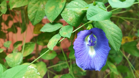 Clitoria ternatea or butterfly pea flower in gardenの写真素材
