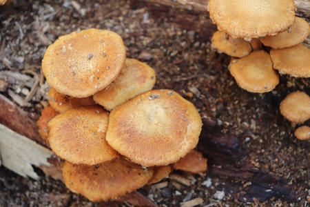 Mushrooms in the forest on a stump, closeup of photoの写真素材