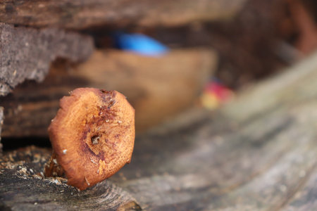 Mushroom growing on a tree in the forest, close upの写真素材