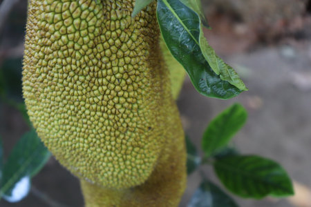 Jack fruit on tree in garden, Thailand. Selective focus.