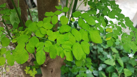 Moringa oleifera leaves on tree in the gardenの写真素材
