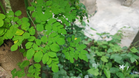 Moringa oleifera, Moringa oleiferaの写真素材
