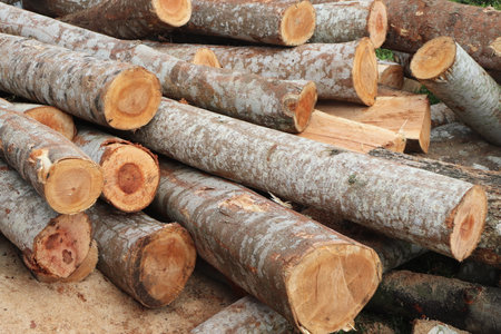 Pile of cut tree trunks in the forest. Natural background