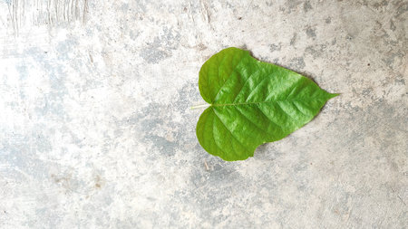 Green leaf on cement floor background with copy space for text or image.の写真素材