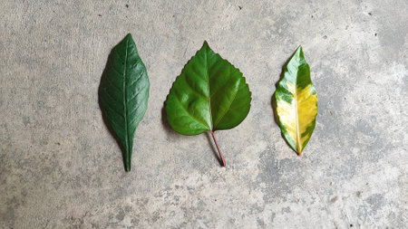 Green and yellow leaf on concrete background. Flat lay, top view.の写真素材