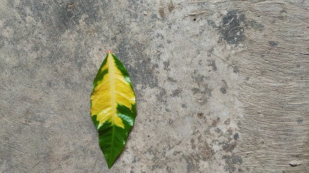 Green leaf on cement floor background with copy space, top view.の写真素材
