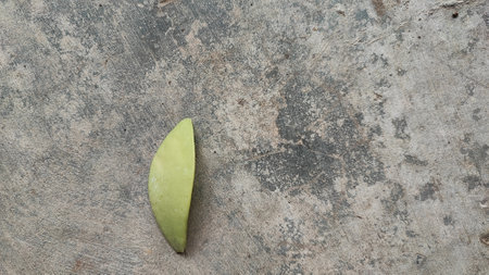 Green pea pod on old cement floor background, top view.の写真素材