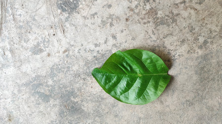 Green leaf on cement floor background with copy space, top view.の写真素材