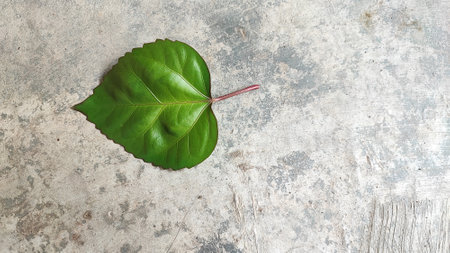 Green leaf on cement floor background with copy space, top view.の写真素材