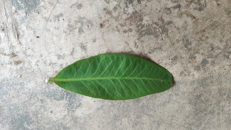 Green leaf on cement floor background. Nature concept. Top view.の写真素材