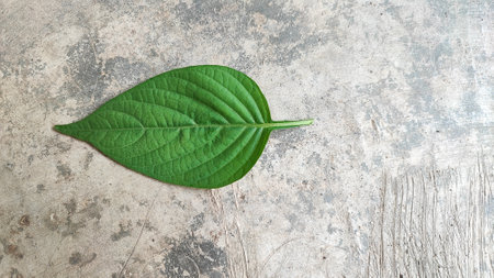 Green leaf on cement floor background with copy space for add text.の写真素材
