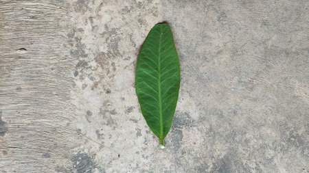 Green leaf on cement floor background, top view with copy space.の写真素材