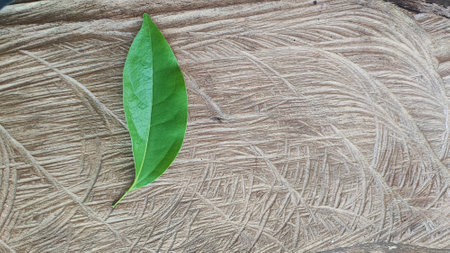 Green leaf on wood background, top view with space for text.