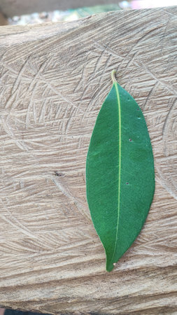 Eucalyptus leaf on wooden background, close-up