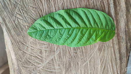 green leaf on wood background, closeup of green leaf on wood backgroundの写真素材