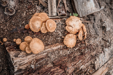 Mushrooms in the forest, Chiang Mai, Thailand.の写真素材