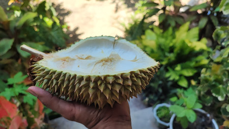 King of fruits, Durian on hand in garden, Thailand.