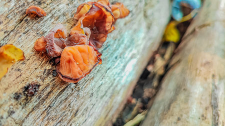 Fungi growing on a tree in the forest, Thailand.