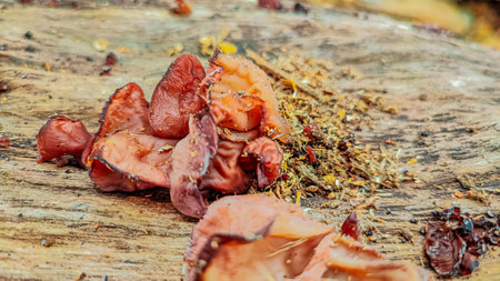 Dried mushrooms on the stump in the forest, close-upの写真素材
