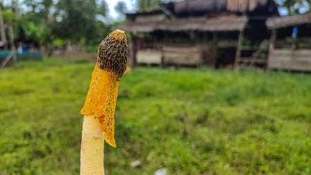 Straw hat on a stick in the garden,Thailand.