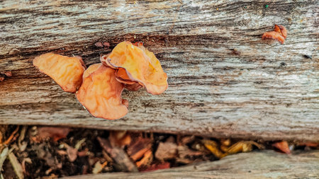 Orange mushroom growing on wood in the forest, close up of mushroom