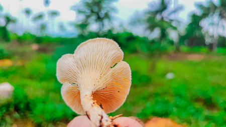 Mushroom growing in the forest. Selective focus. nature.の写真素材