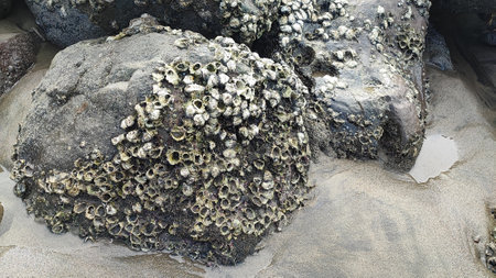Group of barnacles on a rock at low tide on the beach