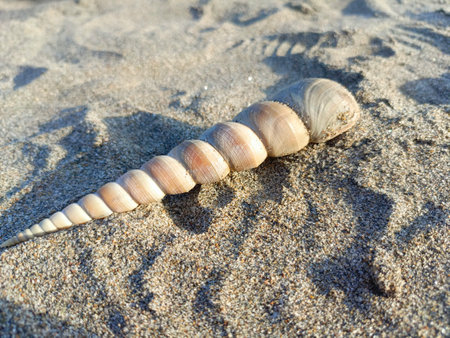Sea shell on the sand. Selective focus. Shallow depth of field.の写真素材