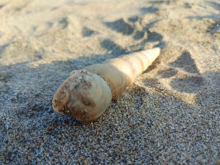 Sea shell on the beach. Shallow depth of field. Selective focus.の写真素材