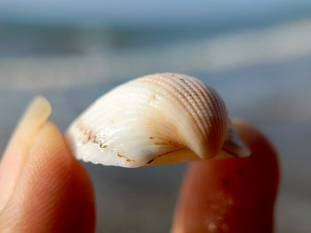 close up of a seashell in the hand of a young girl