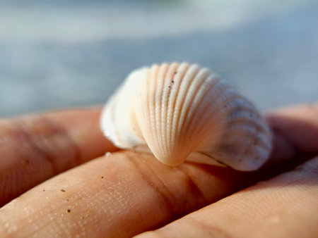 White seashell on the palm of the hand. Close-up