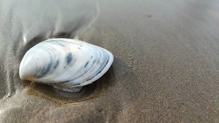 Sea shell on the beach. Selective focus. Shallow depth of field.