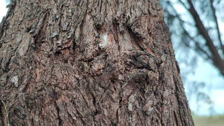 Bark of a tree in the park, close-up.の写真素材