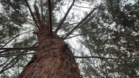 Low angle view of pine tree trunk and branches in the forest.の写真素材