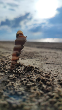Close up of a snail crawling on the ground in the sand.