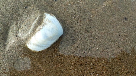 White seashell on the beach with sand and water as background.