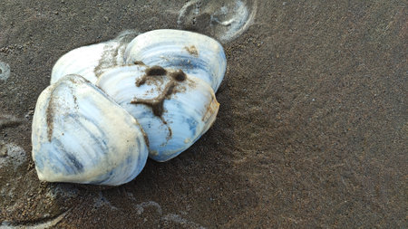 Seashells on the beach with sand in the background.の写真素材