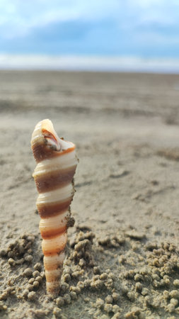 Sea shell on the beach with sand and blue sky background, close up