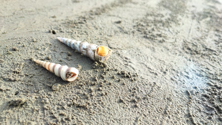 Seashells on the sand at the beach, Thailand.の写真素材