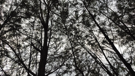 Silhouette of pine trees against the sky in the morning.