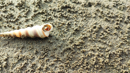 Seashell on the beach with sand background, close up.