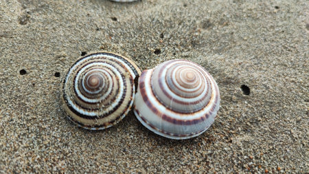 Seashells on the beach. Shallow depth of field.